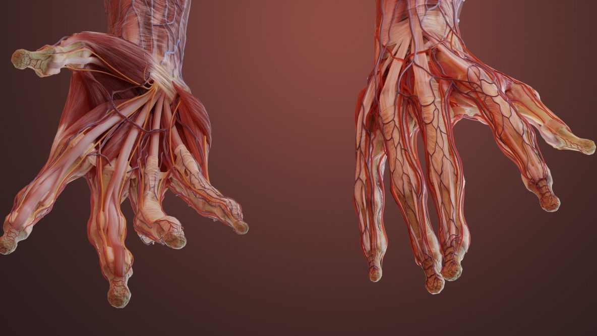 Anatomical illustration of two outreaching hands, showing the anatomy of the tendons, muscles, nerves and blood vessels.