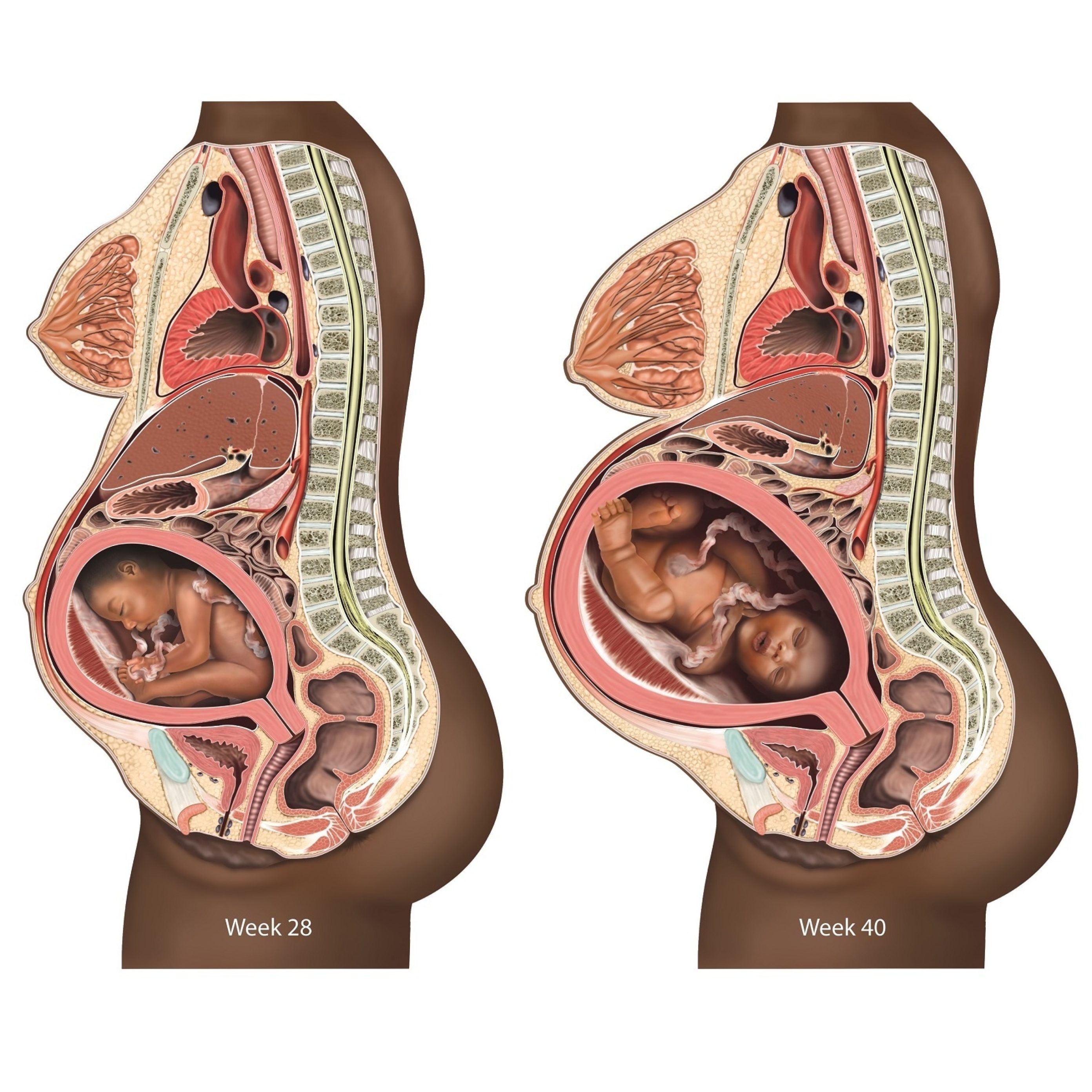 Two cross section anatomical illustrations of a pregnant female torso.