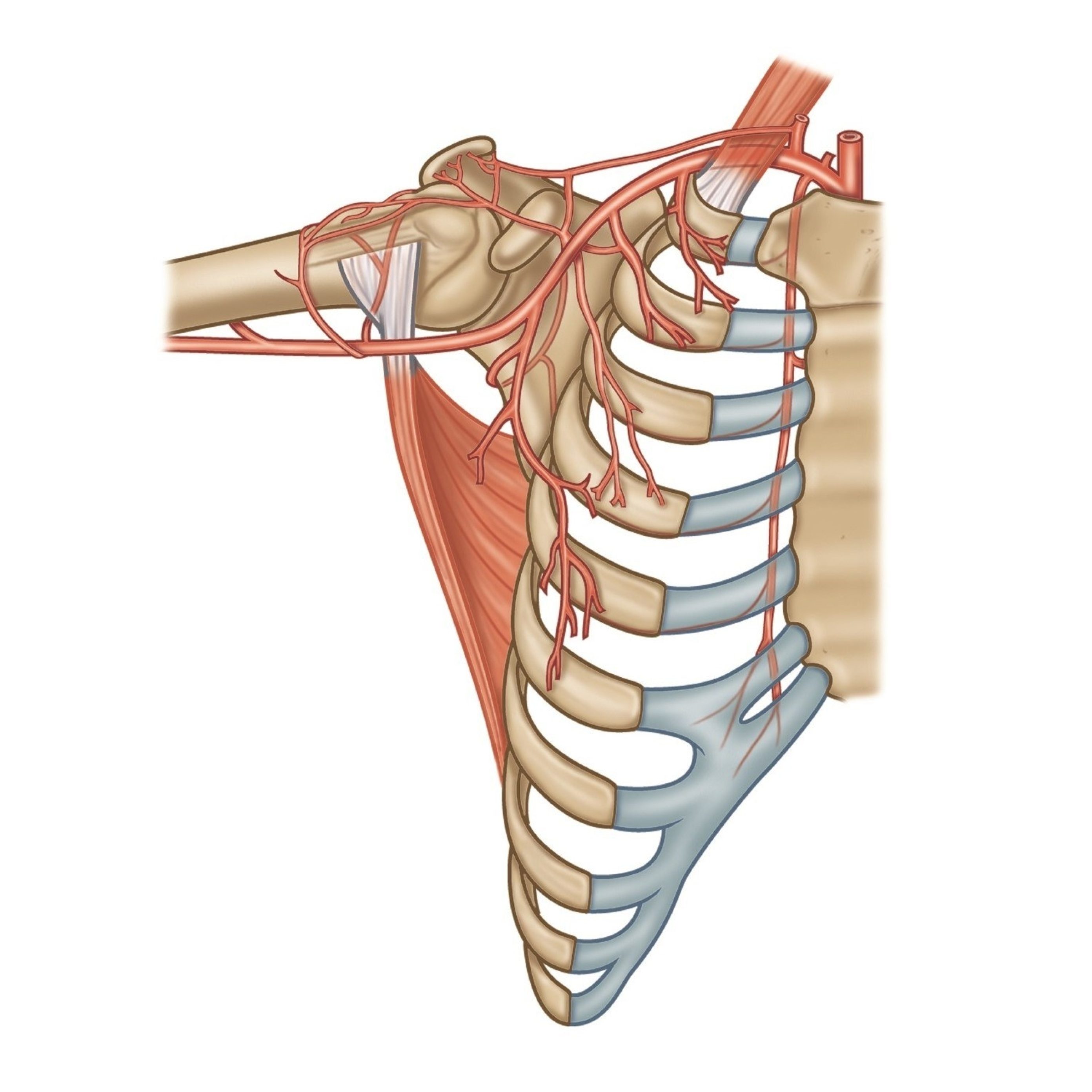 Anatomical illustration showing the bones of the right upper arm and right side of the rib cag. Overlying this is a orange, triangular muscle and blood vessels.