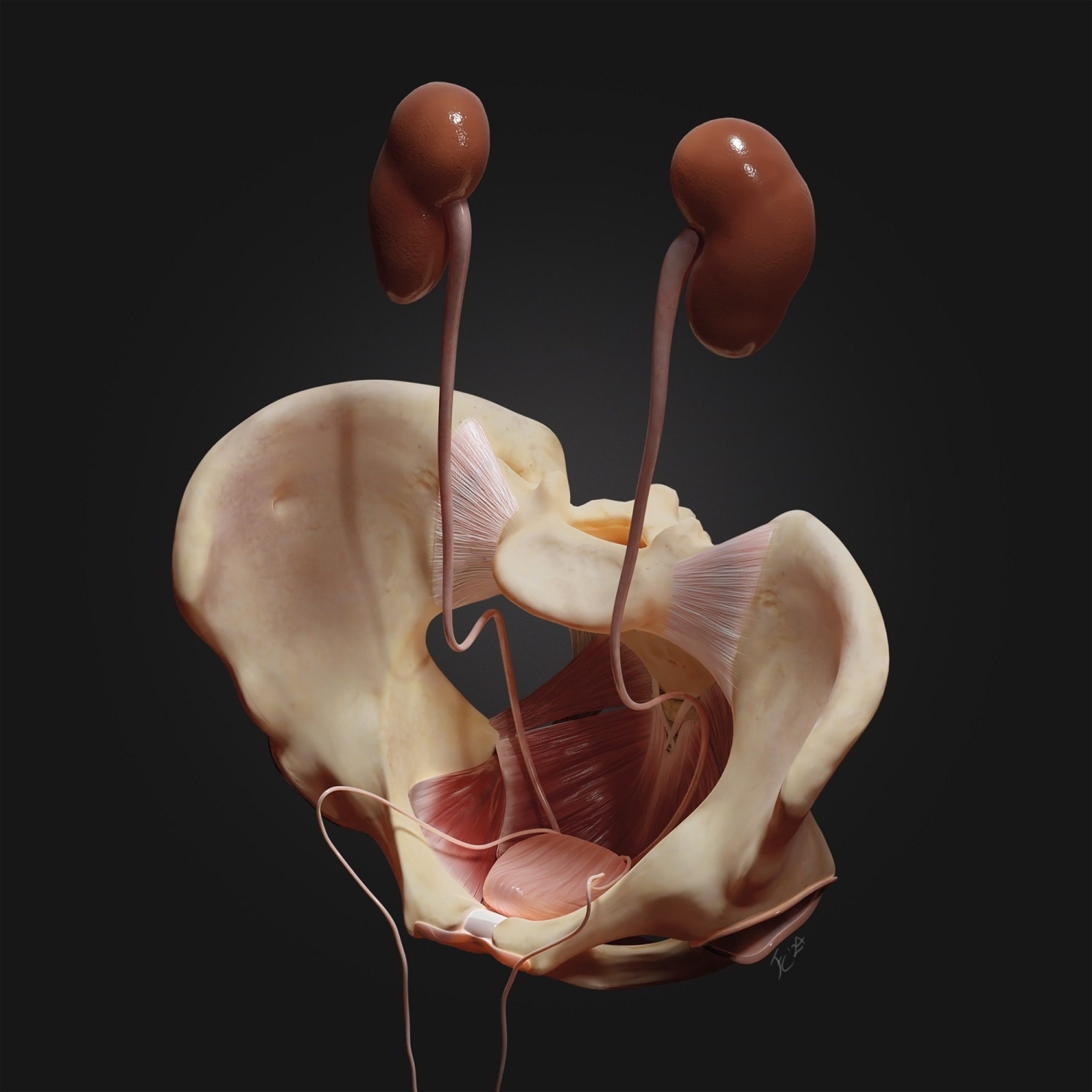 Anatomical illustration of kidneys and the bones of the pelvis.