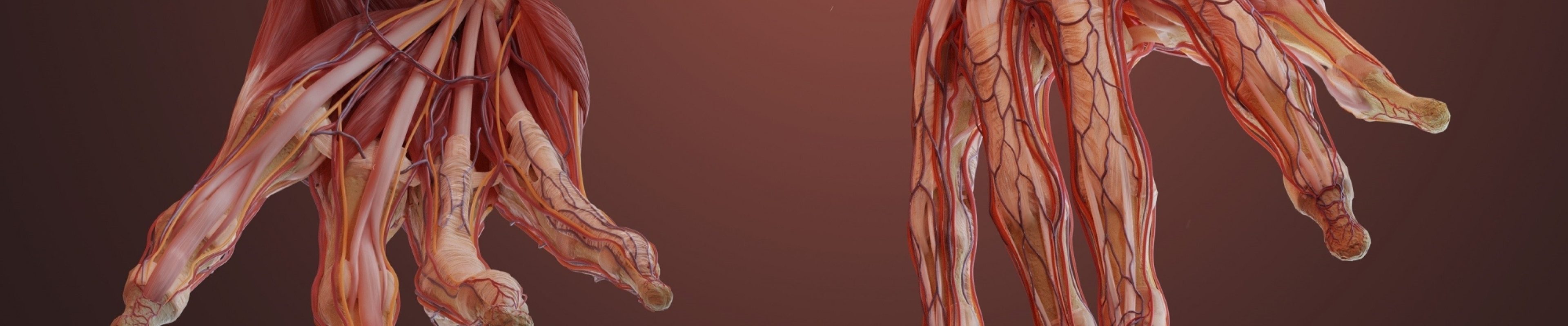 Anatomical illustration of two outreaching hands, showing the anatomy of the tendons, muscles, nerves and blood vessels.